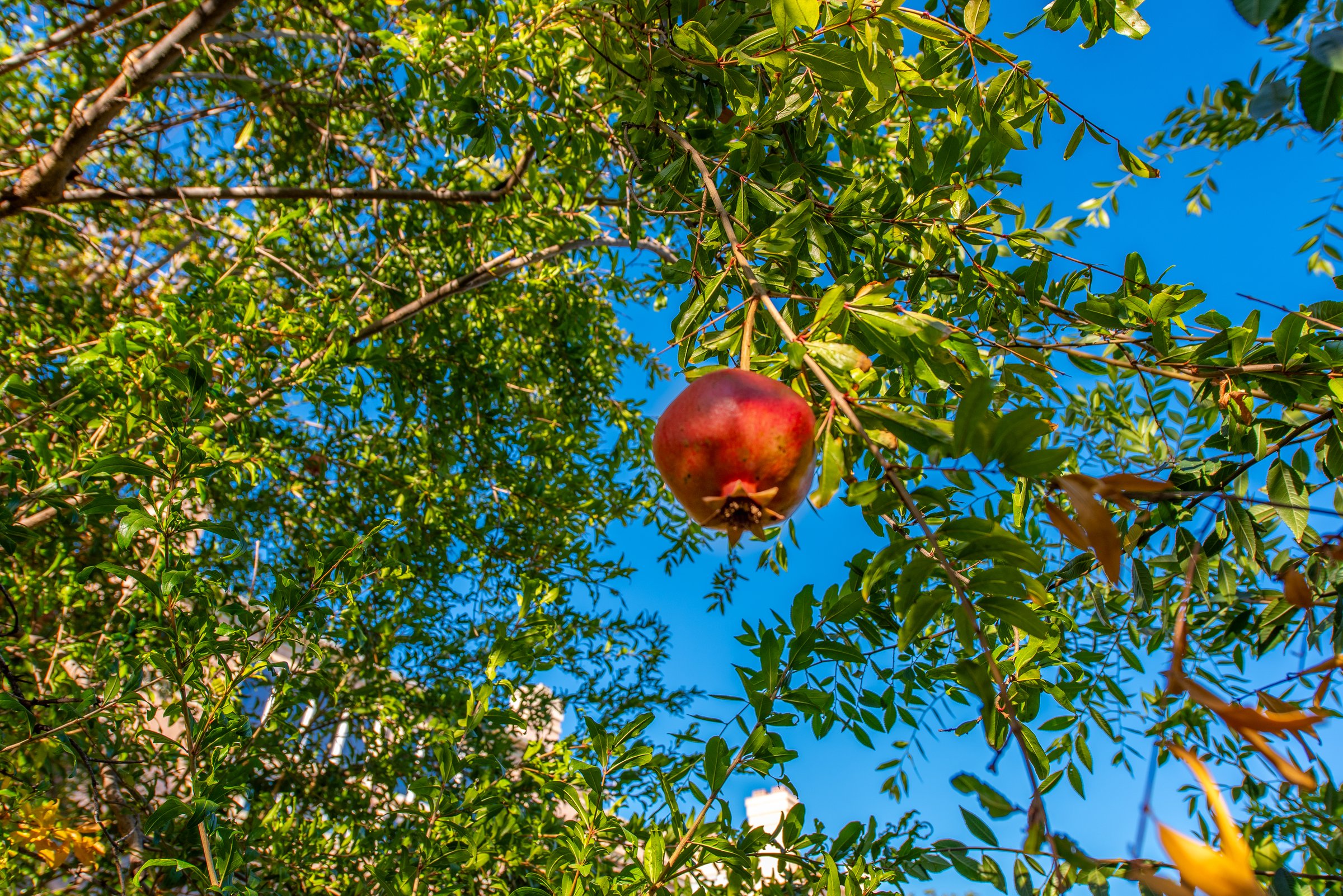 Fruit trees